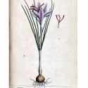 Saffron crocus 2.jpg